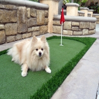 Artificial Grass Garden Grove, California Diy Putting Green, Dogs