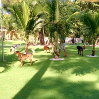 Artificial Turf Laguna Woods, California Indoor Dog Park, Grass for Dogs