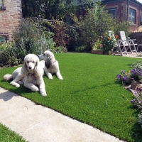 Best Artificial Grass Midway City, California Pictures Of Dogs, Landscaping Ideas For Front Yard