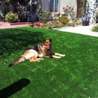 Fake Turf Foothill Ranch, California Pet Turf, Front Yard Ideas