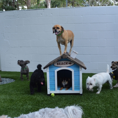 Artificial Turf Cost Aliso Viejo, California Artificial Grass For Dogs, Dogs