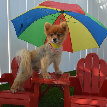 Fake Lawn Garden Grove, California Dog Grass, Dog Kennels