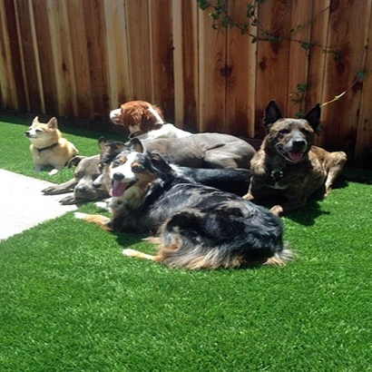 Fake Lawn San Juan Capistrano, California Fake Grass For Dogs, Backyard Ideas