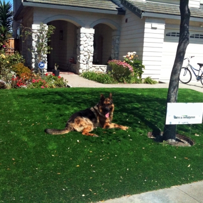Fake Lawn Tustin, California Home And Garden, Grass for Dogs