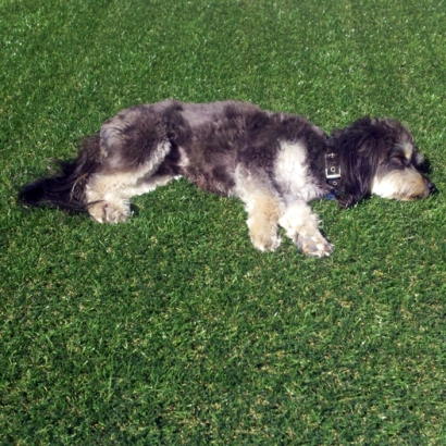 Fake Turf Laguna Hills, California Backyard Playground, Dogs Runs