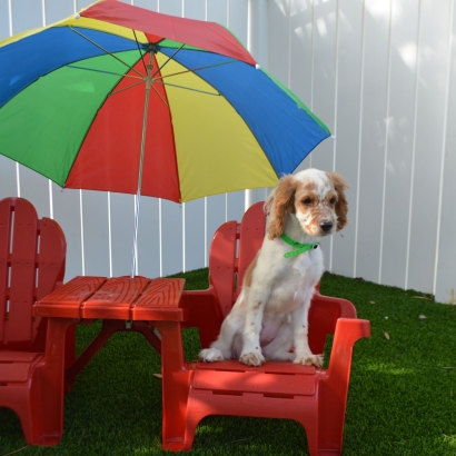 Installing Artificial Grass Mission Viejo, California Artificial Turf For Dogs, Dogs