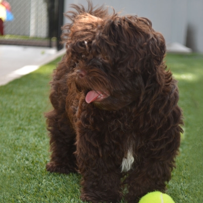 Lawn Services Stanton, California Dog Parks, Dogs