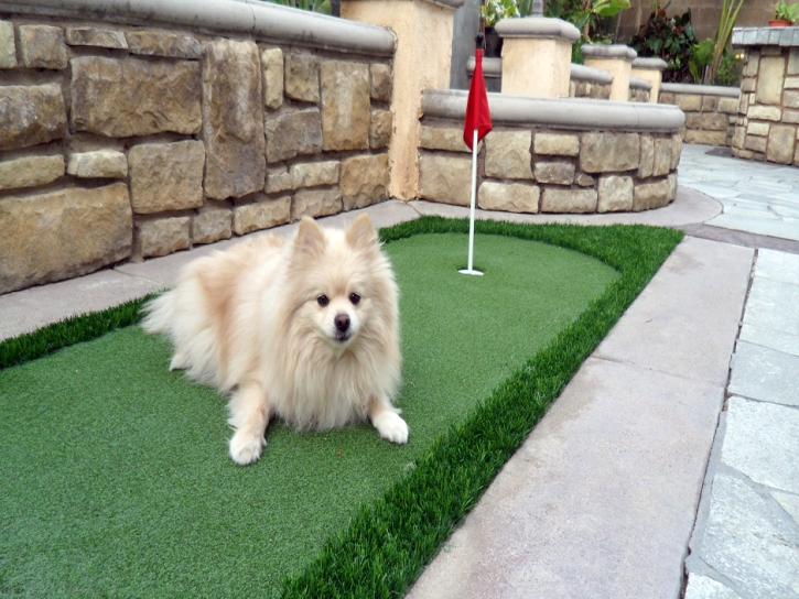 Artificial Grass Garden Grove, California Diy Putting Green, Dogs