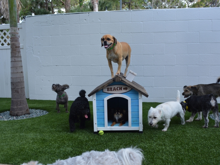 Artificial Turf Cost Aliso Viejo, California Artificial Grass For Dogs, Dogs