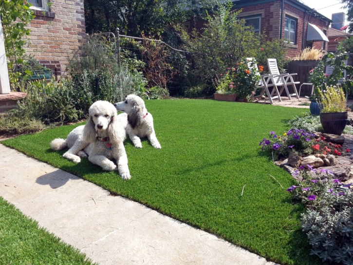 Best Artificial Grass Midway City, California Pictures Of Dogs, Landscaping Ideas For Front Yard