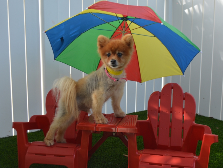 Fake Lawn Garden Grove, California Dog Grass, Dog Kennels