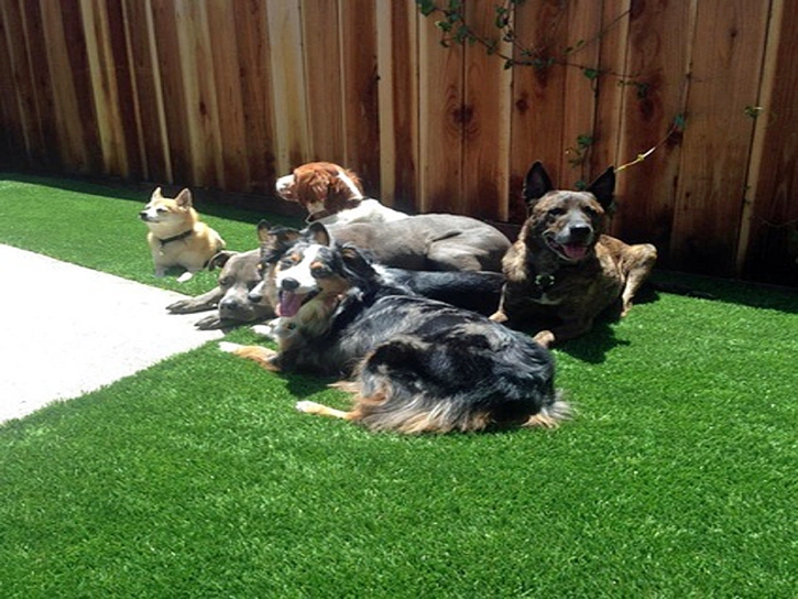 Fake Lawn San Juan Capistrano, California Fake Grass For Dogs, Backyard Ideas