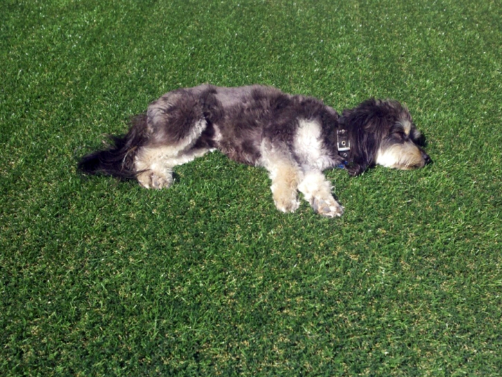 Fake Turf Laguna Hills, California Backyard Playground, Dogs Runs