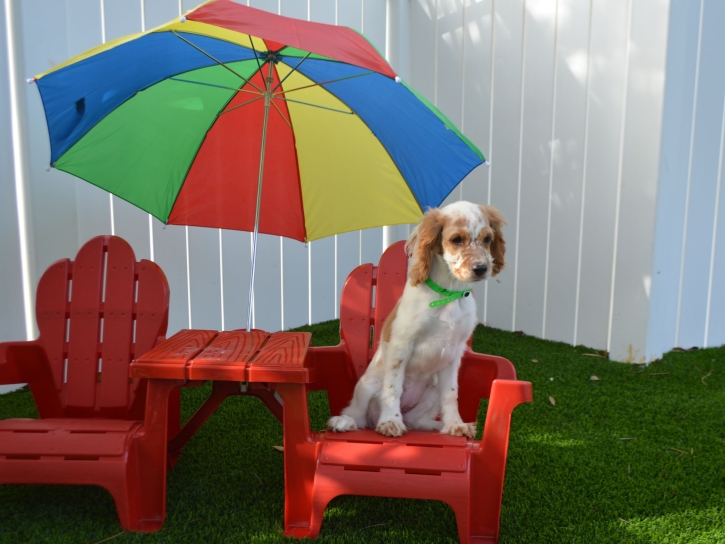 Installing Artificial Grass Mission Viejo, California Artificial Turf For Dogs, Dogs