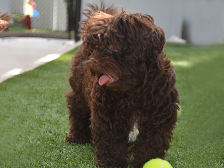 Lawn Services Stanton, California Dog Parks, Dogs