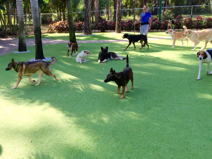 Outdoor Carpet San Clemente, California Dog Pound, Dogs Park